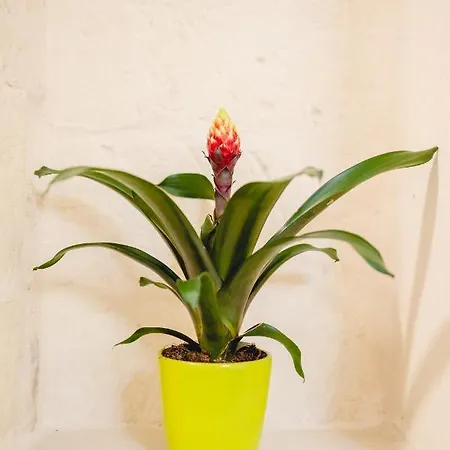 Convivo Palazzo Galateo Appartement Lecce