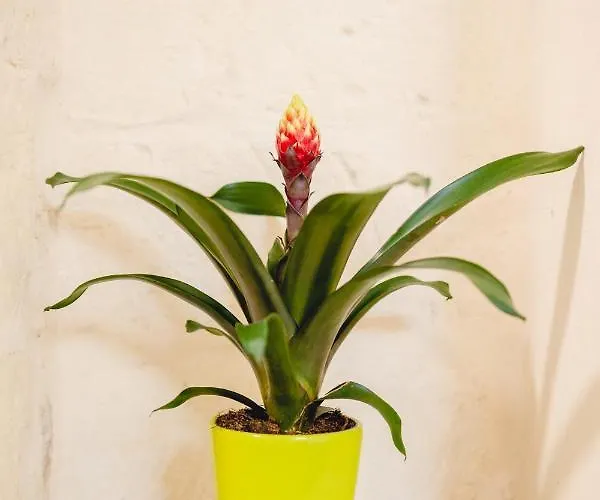 Convivo Palazzo Galateo Appartement Lecce